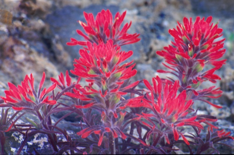 Indian Paintbrush - Mountains