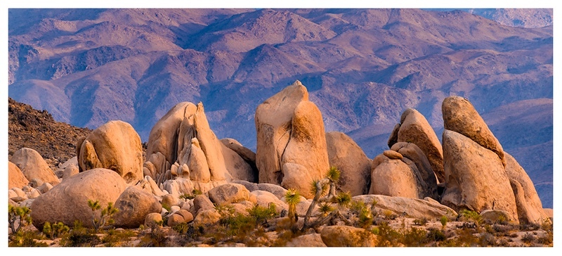  - Desert Vision