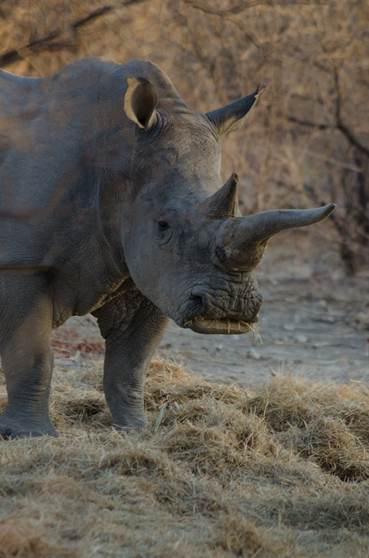 White Rhinoceros (ceratotherium simum) near Etosha National Park, Nami - Wildlife