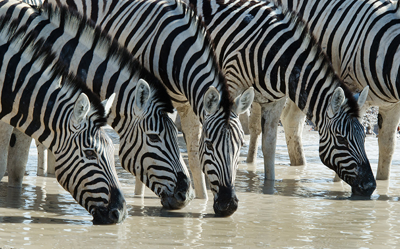 Zebras (equus quagga) at a watering hole in Etosha National Park, Nami - Wildlife