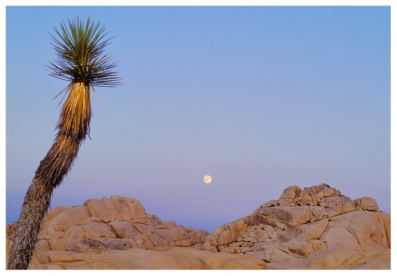 - Desert Vision