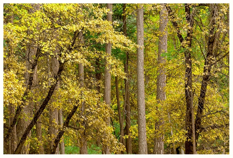 Autumn Trunks - Mountains