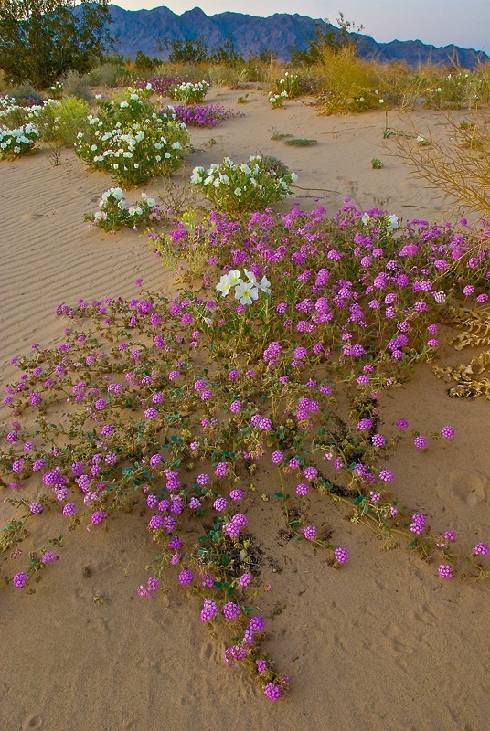  - Desert Vision