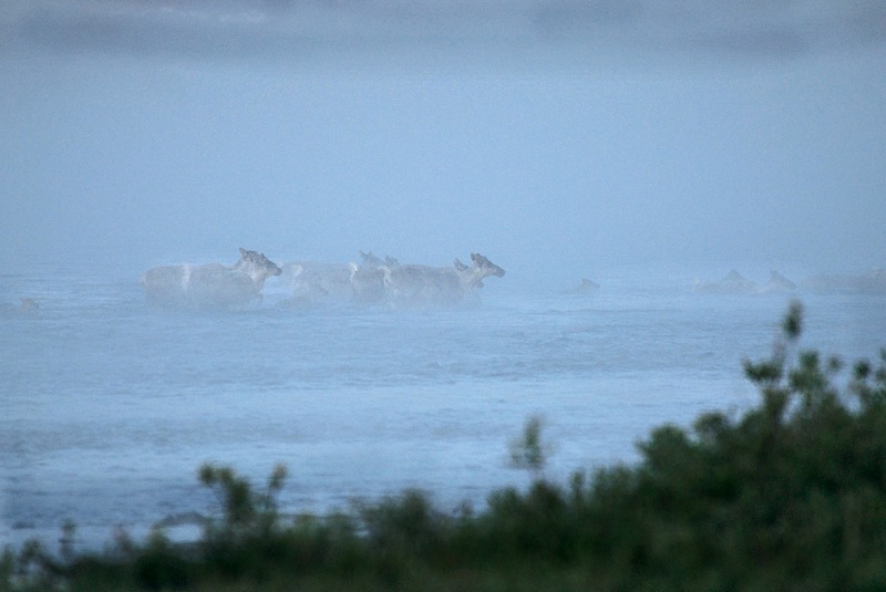 Migrating Caribou crossing the Kokolik River, Alaska - Wildlife