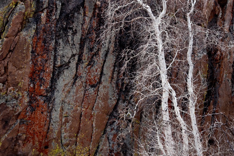 White Aspen, Red Lichen - Mountains