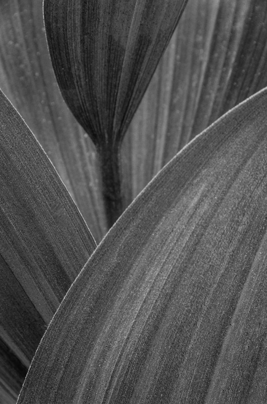 Black and White - Black and White