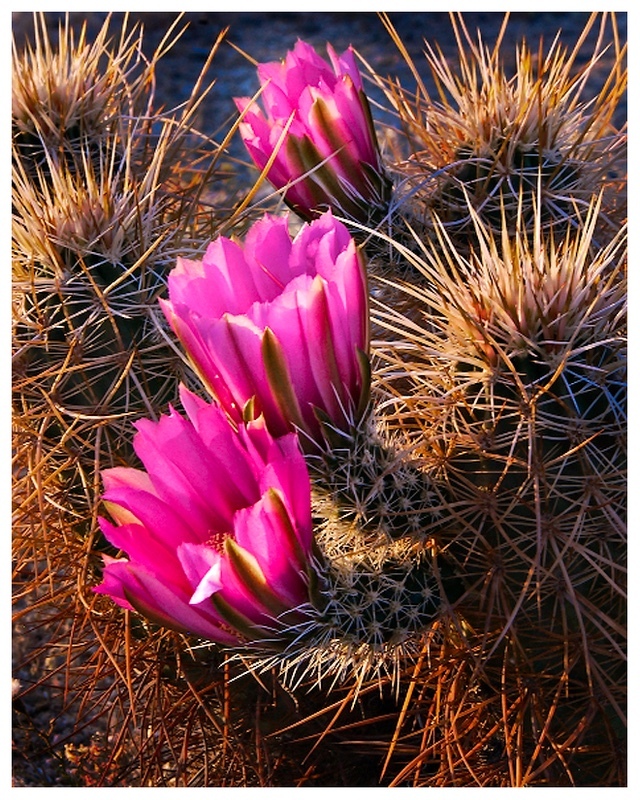  - Desert Vision