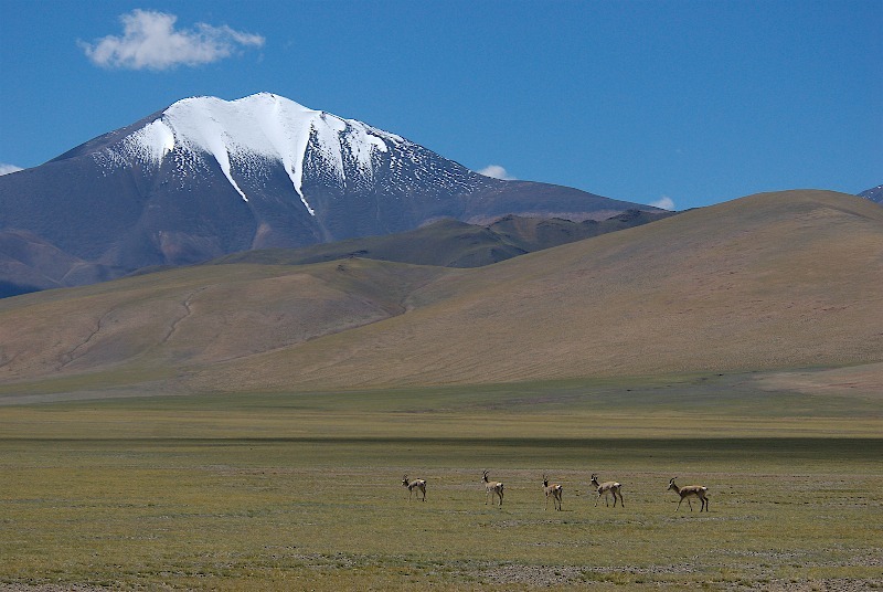 Tibetan Gazelles (procapra picticaudata) on the Tibetan Plateau - Wildlife