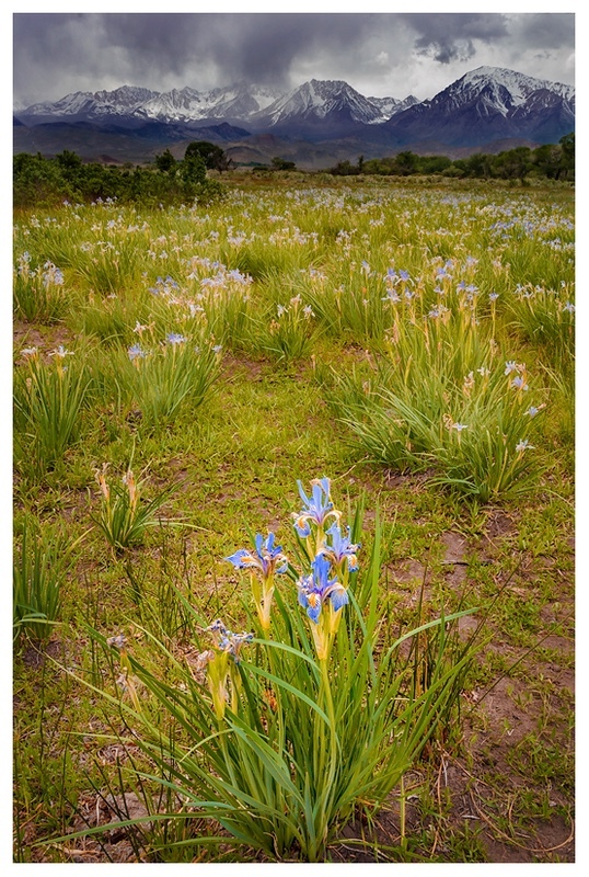 Field of Dreams - Mountains