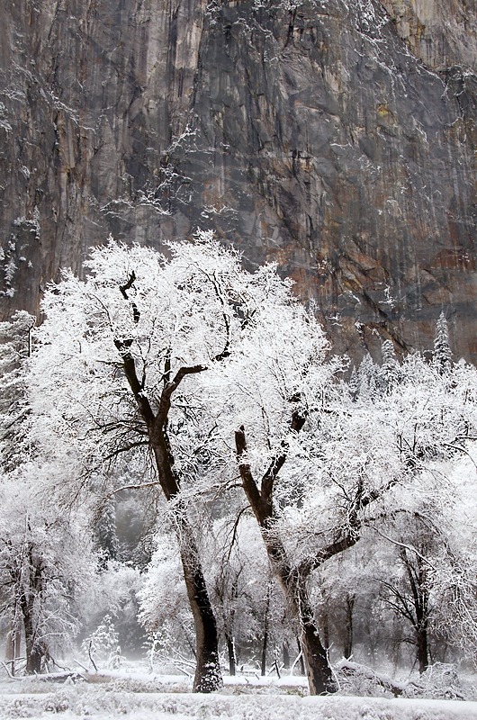 Snow Covered Trees and Cliffs - Mountains