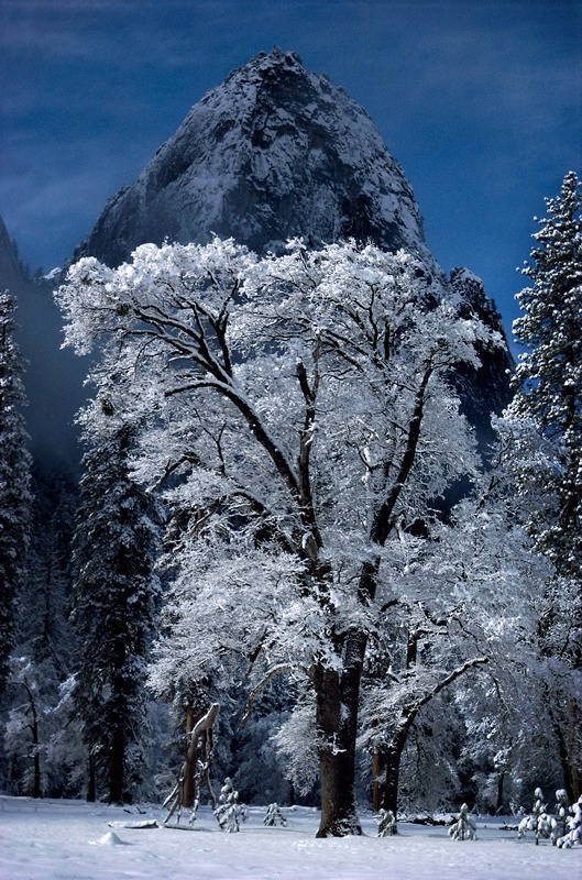 Snow Covered Cottonwood - Mountains