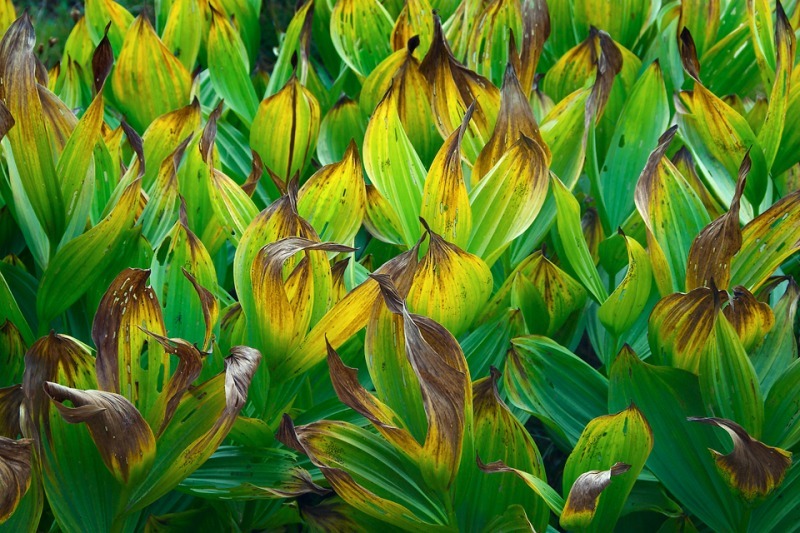 Corn Lillies - Mountains