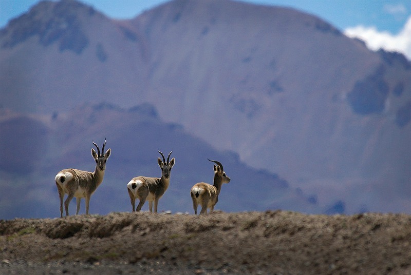 Tibetan Gazelles (procapra picticaudata), Tibet - Wildlife
