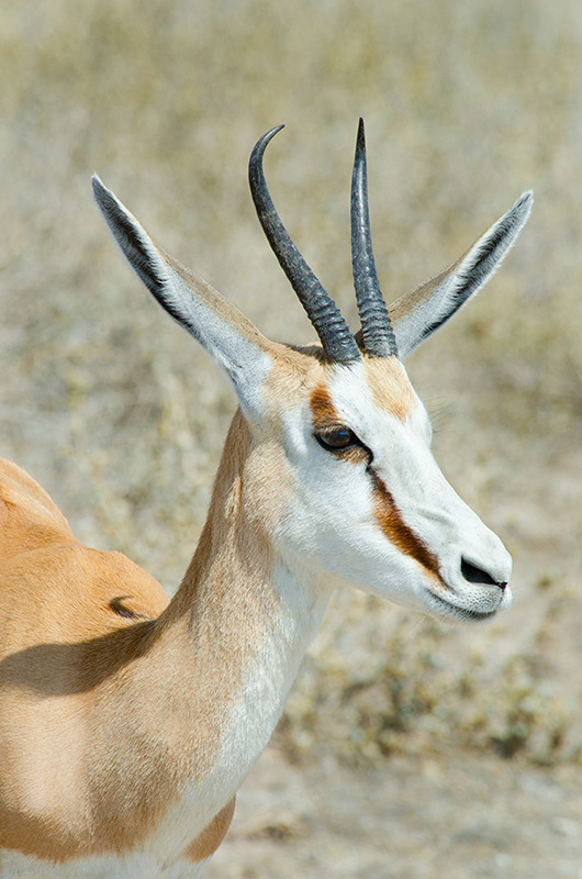 Springbok (antidorcas marsupialis) in Etosha National Park, Namibia - Wildlife