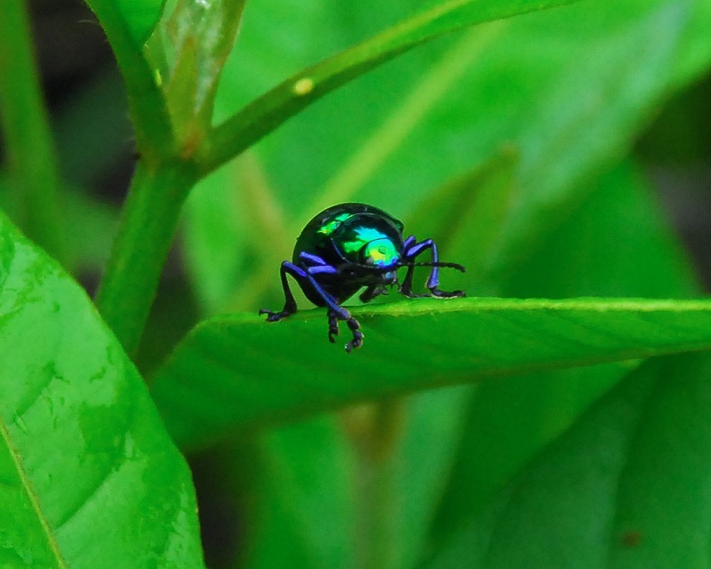  - NATURE