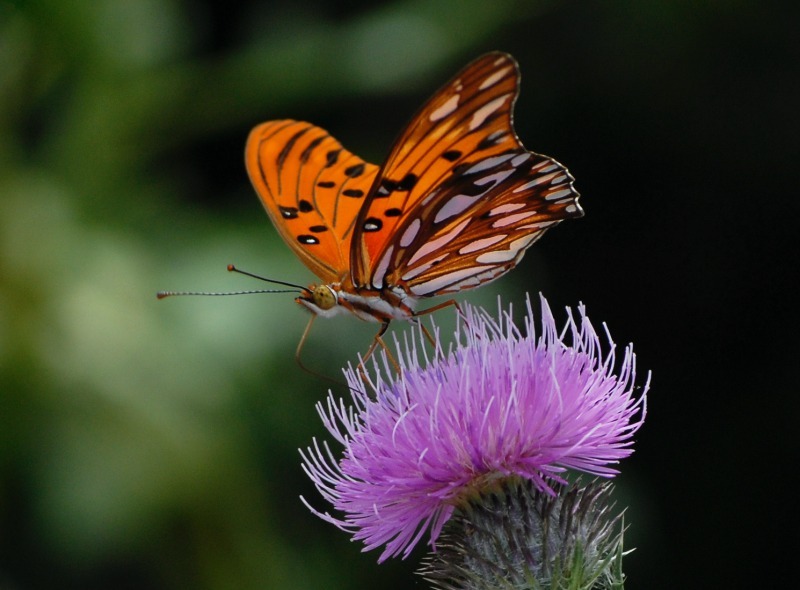  - NATURE
