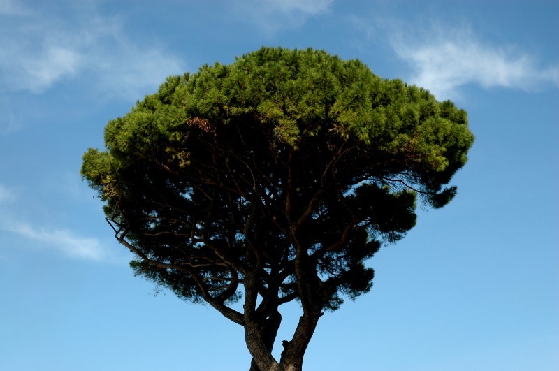  - NATURE