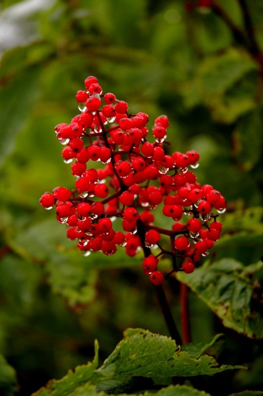  - NATURE
