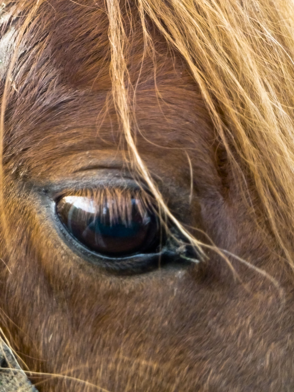 Suffolk Punch, the eyes have it... - WILDLIFE