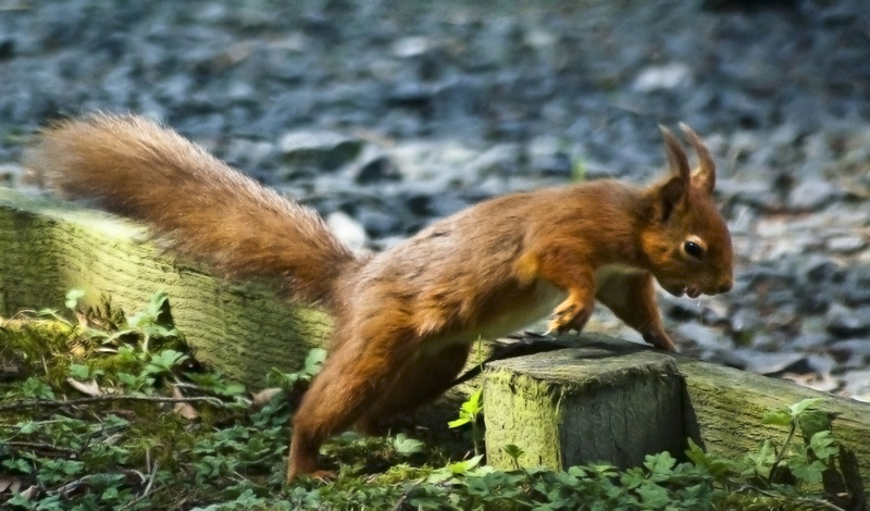 red squirrel northumberland: 'you little thief...' - WILDLIFE