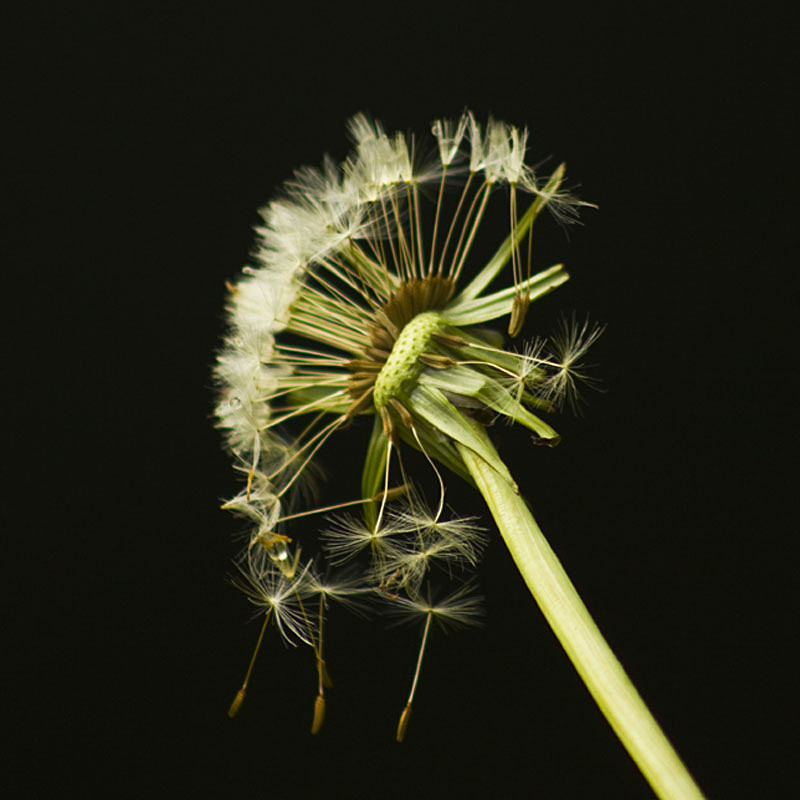  - BOTANIC