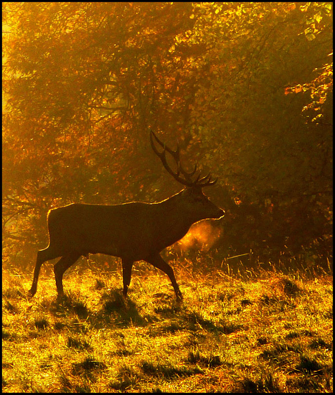 Deer at dawn - WILDLIFE