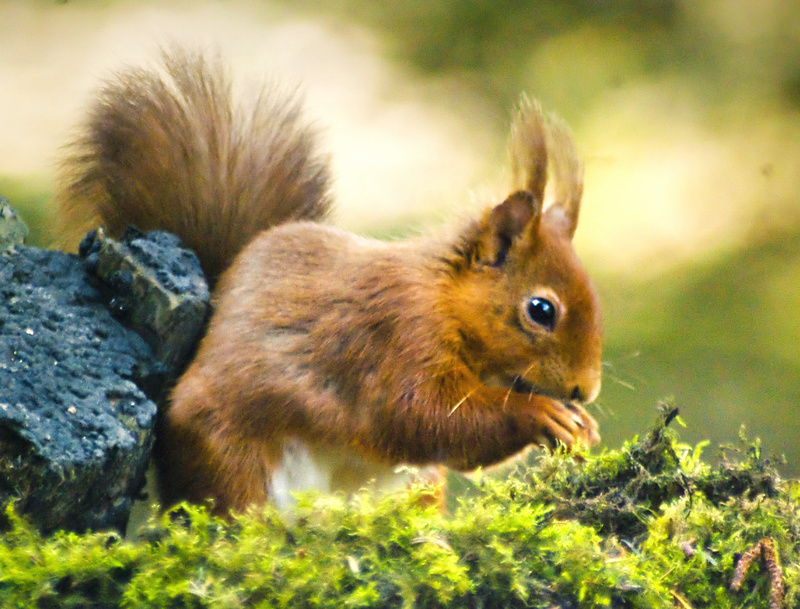 Red squirrel in Northumberland - WILDLIFE
