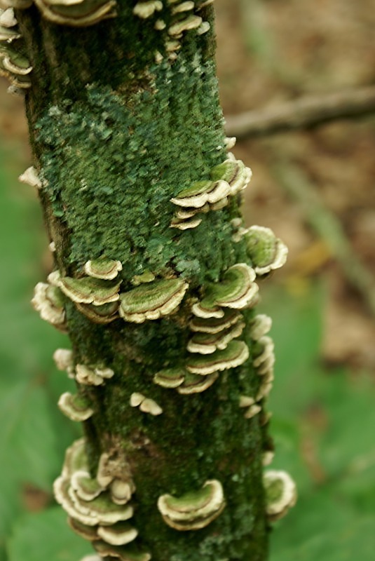  - The Mysteries and Fantasies of Trees