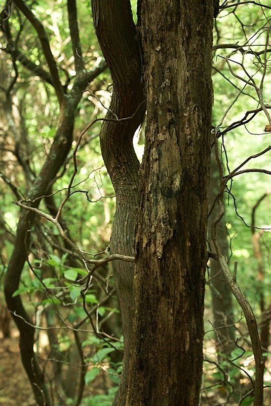  - The Mysteries and Fantasies of Trees