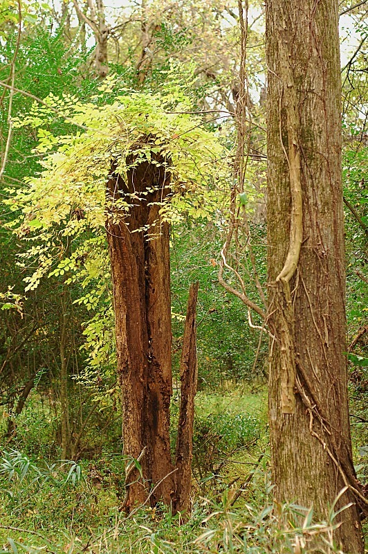  - The Mysteries and Fantasies of Trees
