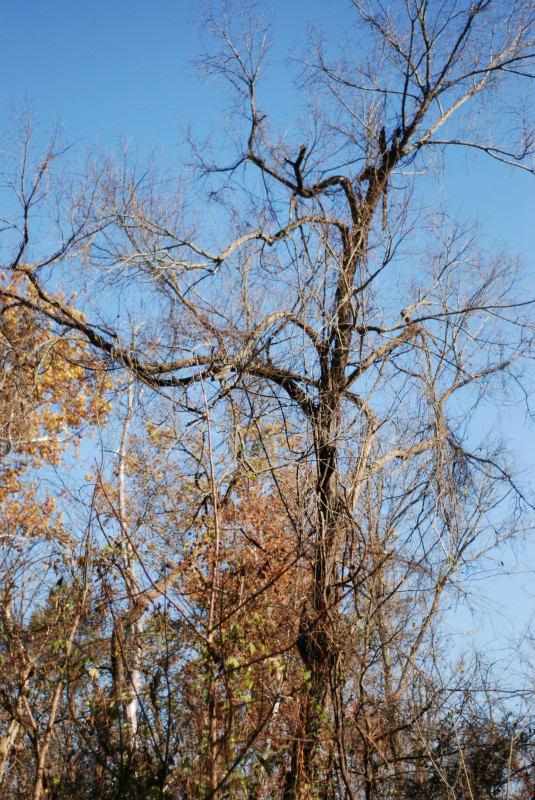  - The Mysteries and Fantasies of Trees