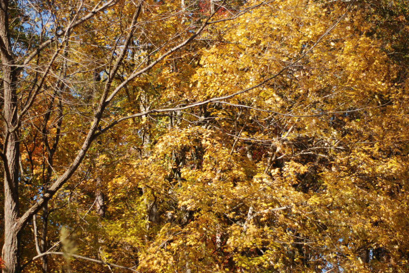  - The Mysteries and Fantasies of Trees