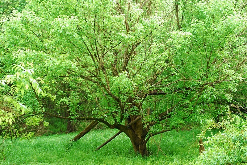 - The Mysteries and Fantasies of Trees