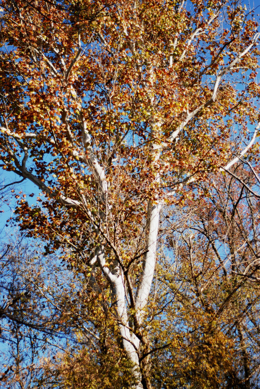  - The Mysteries and Fantasies of Trees