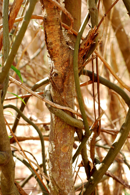  - The Mysteries and Fantasies of Trees