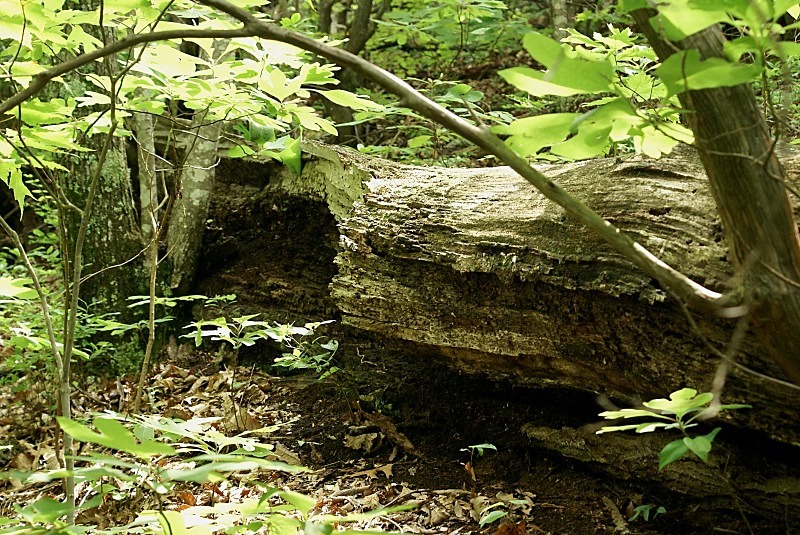  - The Mysteries and Fantasies of Trees
