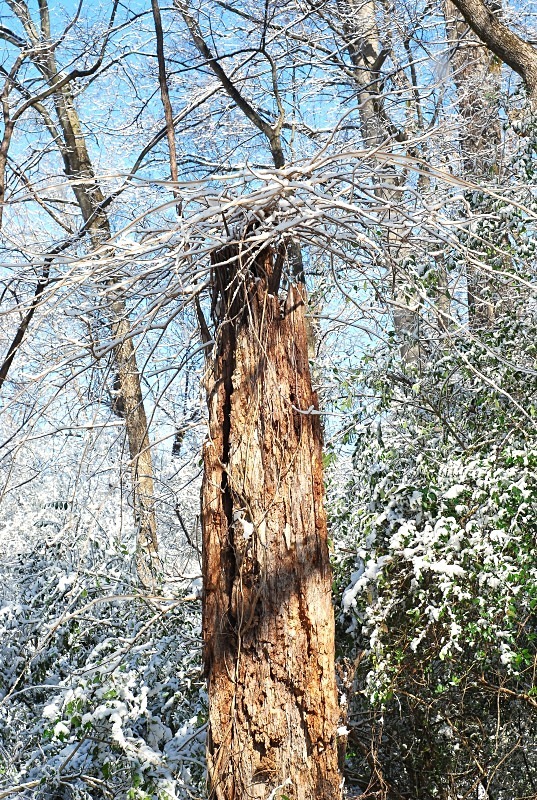  - The Mysteries and Fantasies of Trees