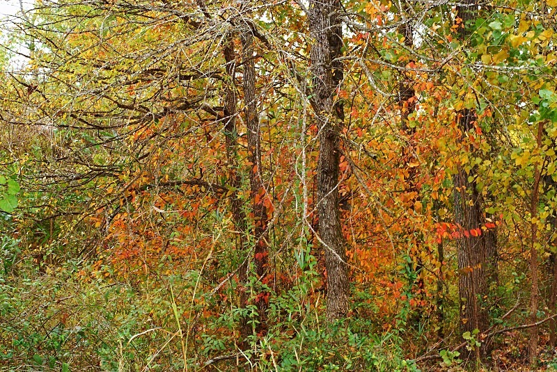  - The Mysteries and Fantasies of Trees