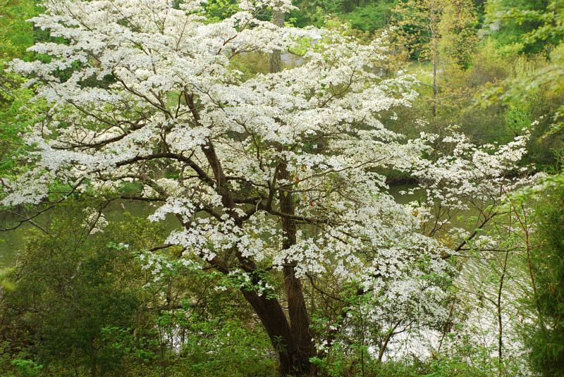  - The Mysteries and Fantasies of Trees