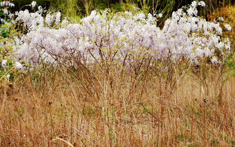  - The Mysteries and Fantasies of Trees