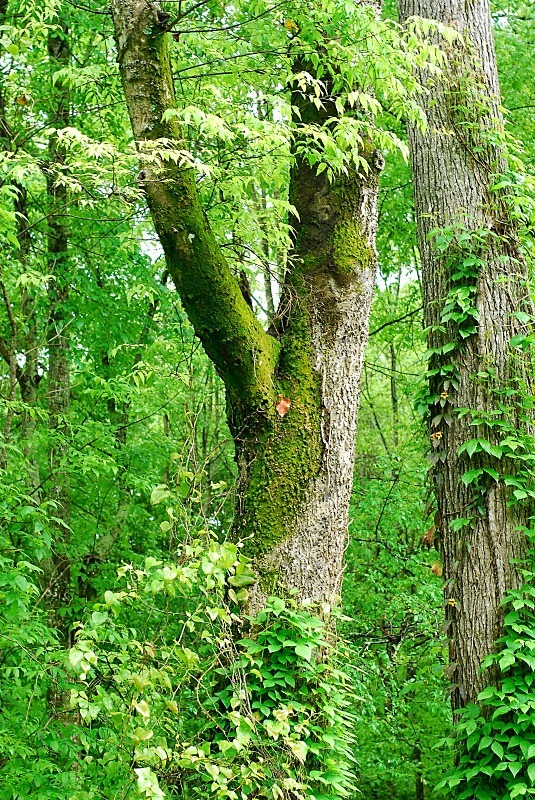  - The Mysteries and Fantasies of Trees