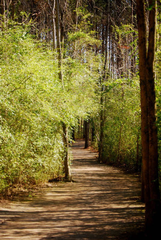  - The Mysteries and Fantasies of Trees