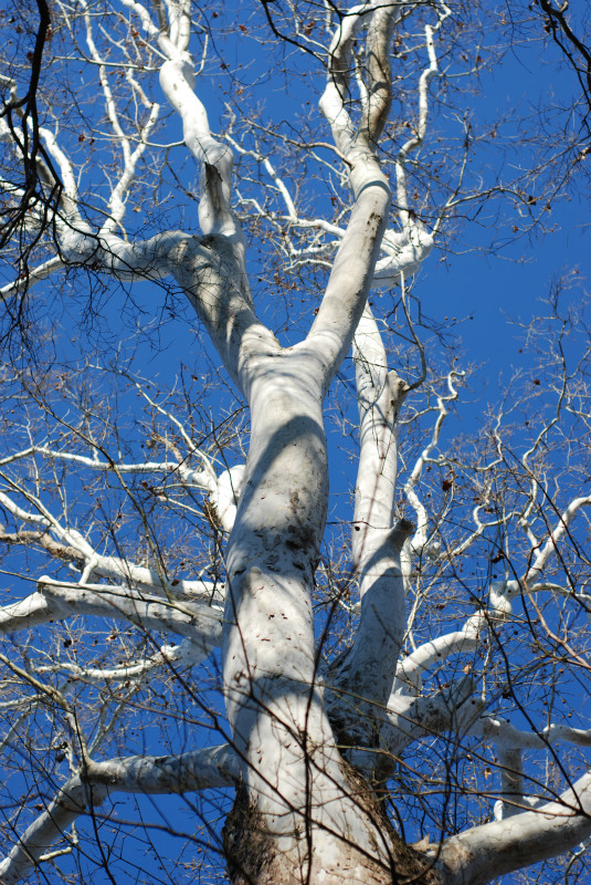  - The Mysteries and Fantasies of Trees
