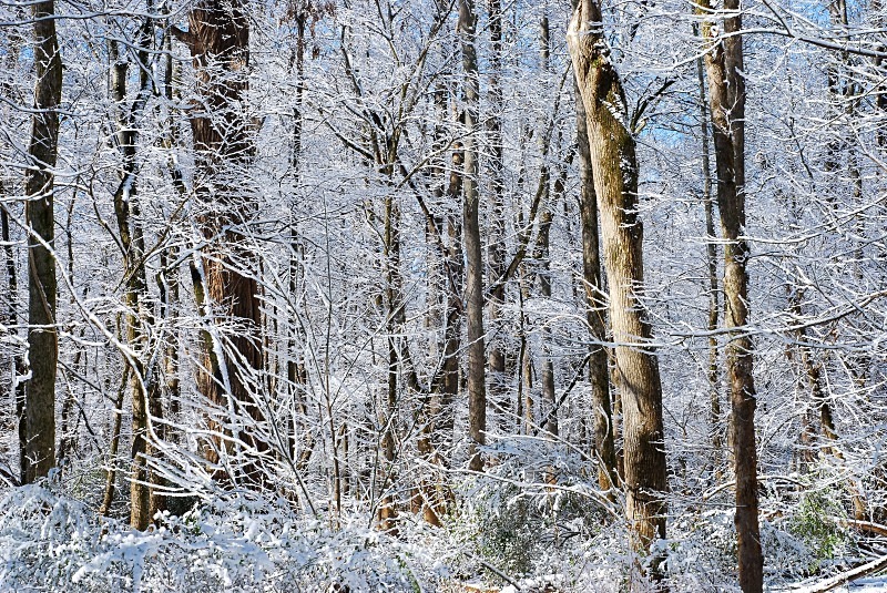  - The Mysteries and Fantasies of Trees
