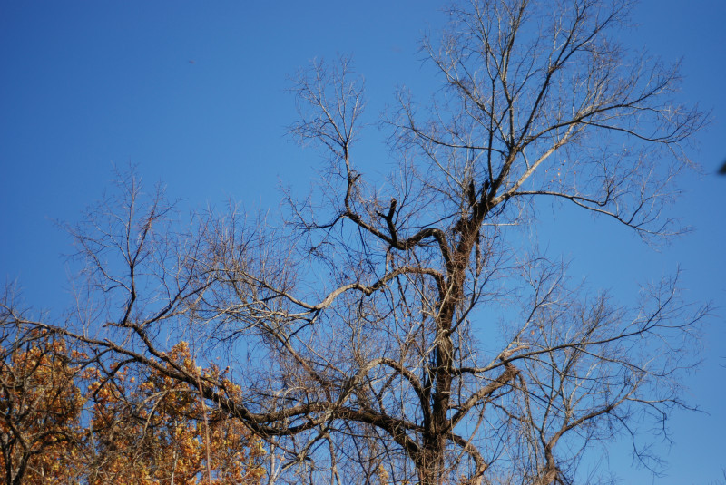  - The Mysteries and Fantasies of Trees