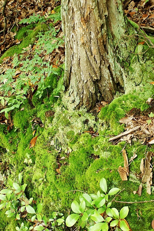  - The Mysteries and Fantasies of Trees