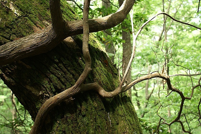  - The Mysteries and Fantasies of Trees
