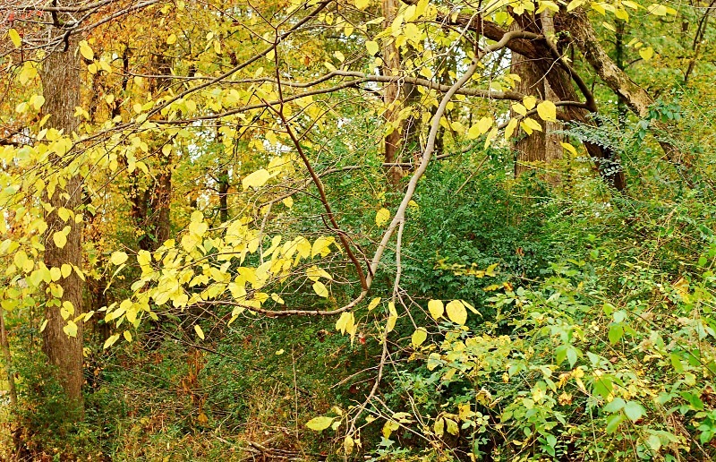  - The Mysteries and Fantasies of Trees