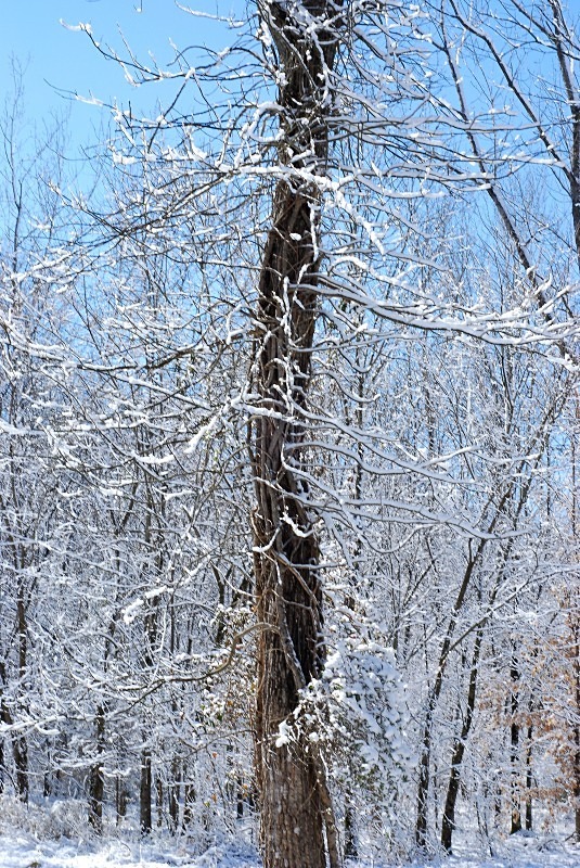  - The Mysteries and Fantasies of Trees