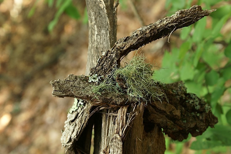  - The Mysteries and Fantasies of Trees